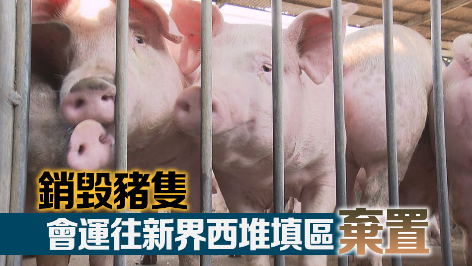 元朗流浮山豬場再有6頭豬感染非洲豬瘟 漁護署銷毀全部逾5600頭豬