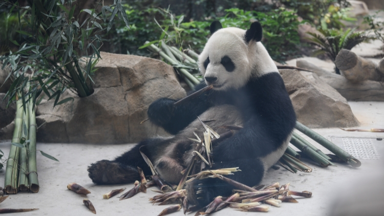 大熊貓國家保護研究中心揭牌