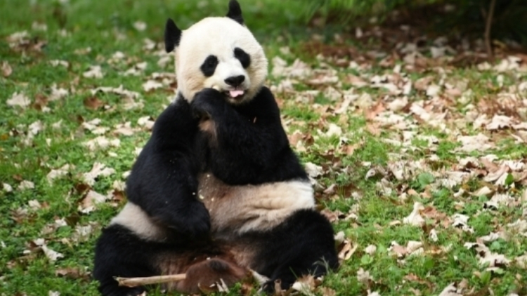外媒：白宮稱美國歡迎大熊貓重返美國