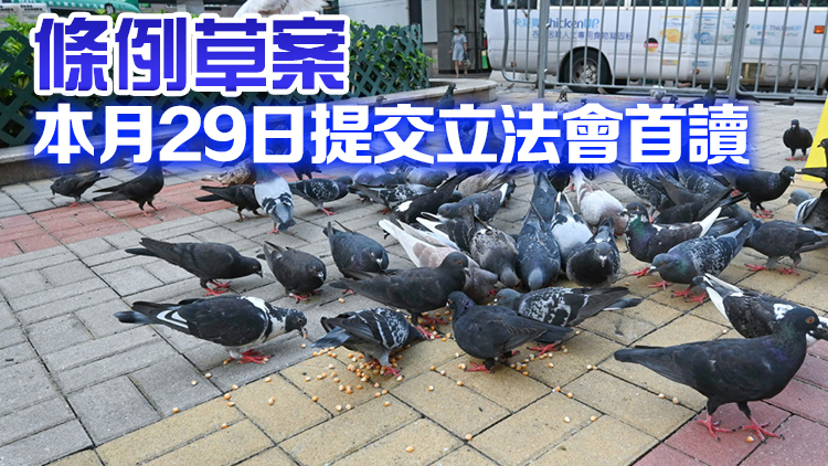 禁餵野鴿修例料明年8月生效 最高罰款10萬及監禁一年