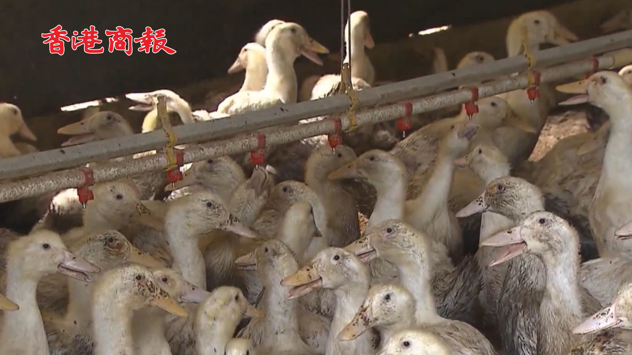 有片｜多家養雞場發現禽流感病例 韓國上調禽流感警報級別至嚴重
