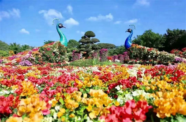 2023年海峽兩岸花卉博覽會 闊別三年 花都開好了