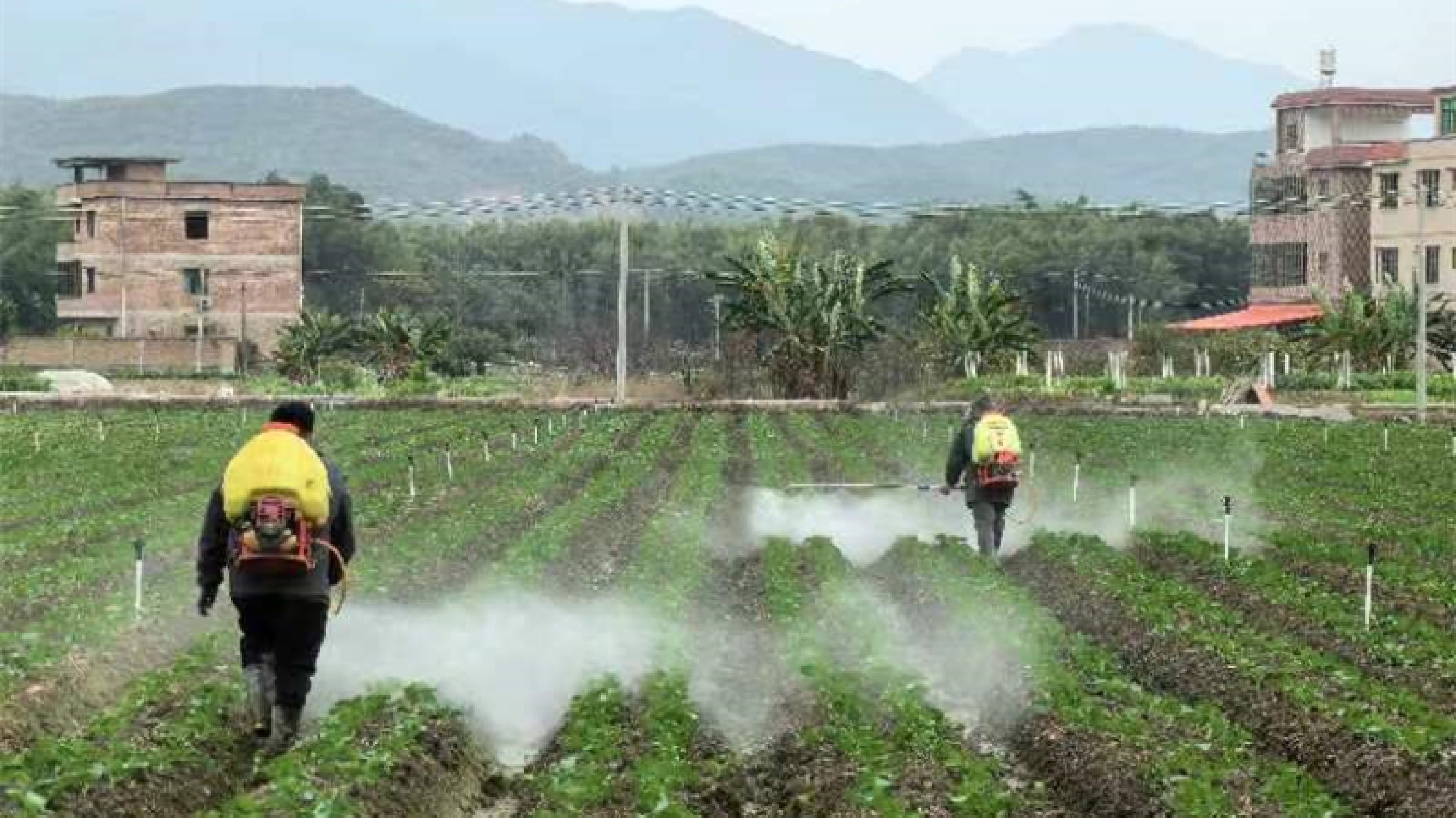 廣東始興省級蔬菜產業園積極應對寒潮降溫 全力保障「菜籃子」供應