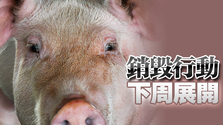 元朗有豬場驗出非洲豬瘟 全部約2800頭豬將被銷毀