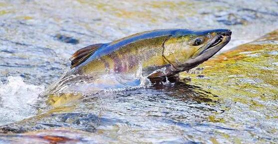 【東西問】中國如何讓「大馬哈魚回家」？——專訪中國保護大馬哈魚公益項目負責人張天航