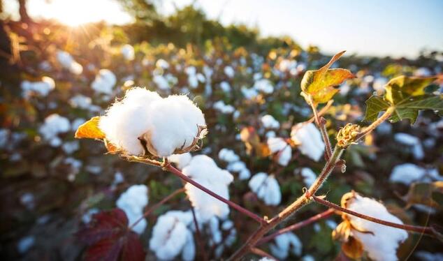 2023年中國棉花總產量561.8萬噸 同比下降6.1%