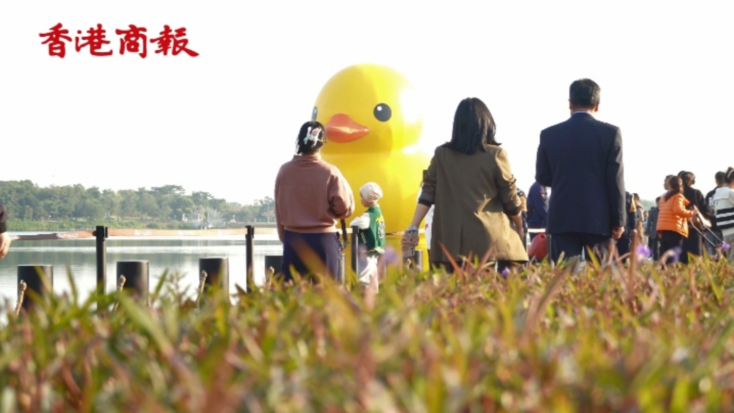 有片 | ya力釋放！在深圳灣抓到一隻大黃鴨親密貼貼