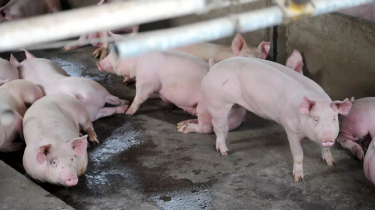 元朗新田豬場檢出非洲豬瘟 漁護署共銷毀1126頭豬