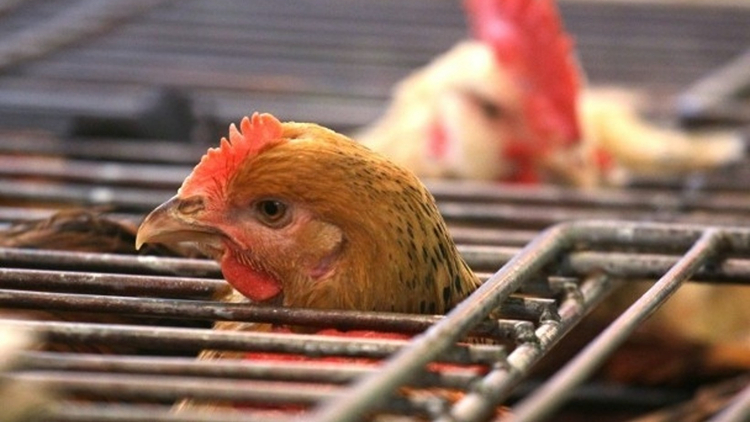 南非林波波省爆發H7N6禽流感 本港暫停進口禽肉及禽類產品