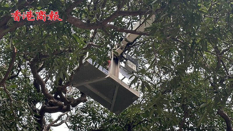 有片丨中環大館戶外升降台故障 工人修樹被困15米高「半天吊」