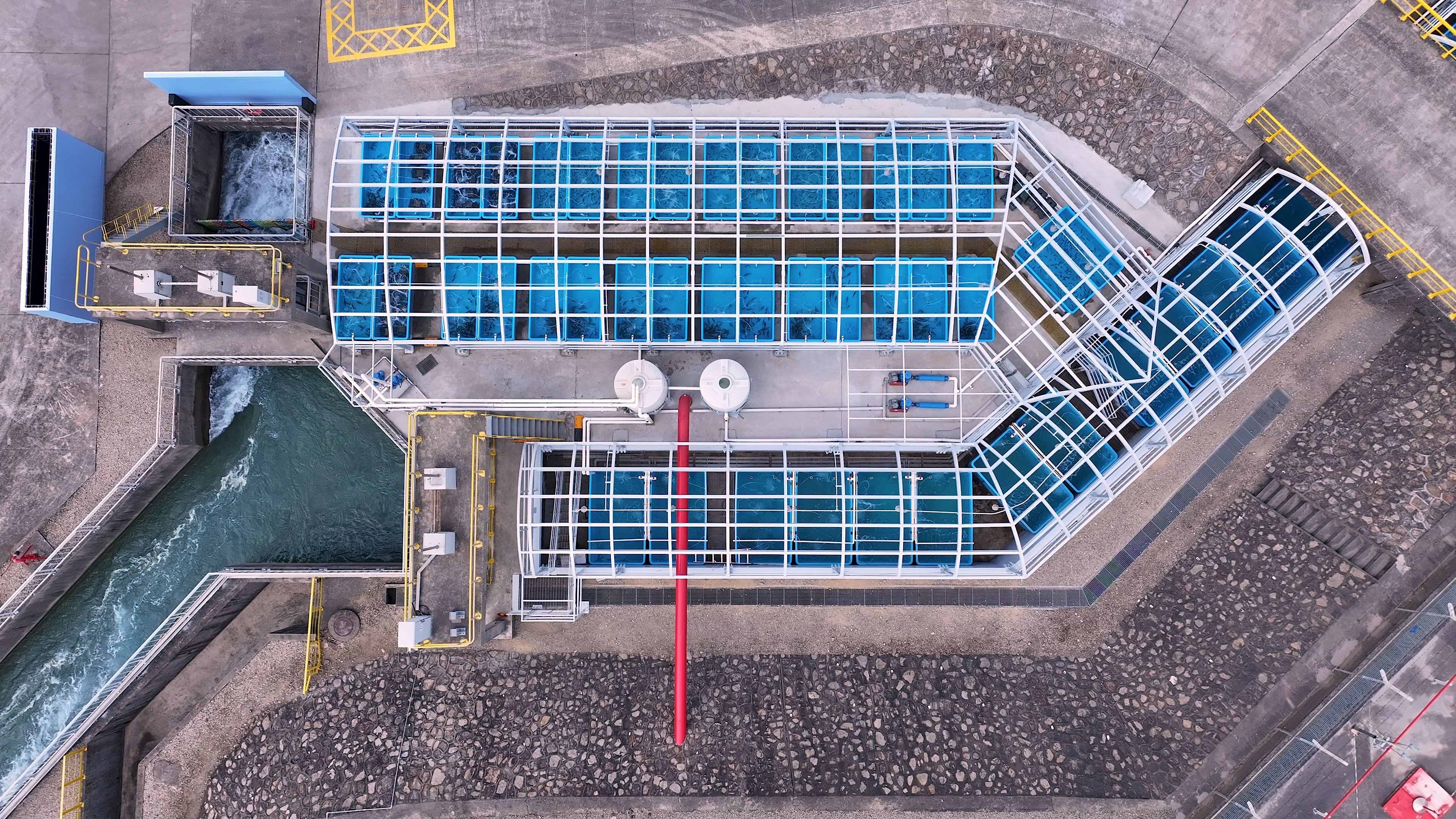 有片丨全國首創！廣東大鵬LNG接收站冷排水巧變養殖「鑽石水」