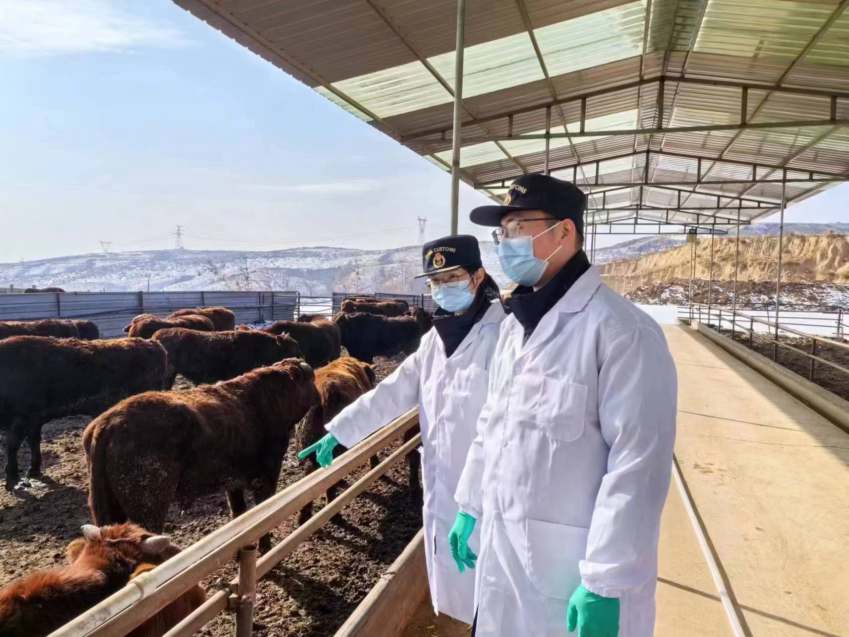 2023年陝供港澳市場活牛數量位居全國第一