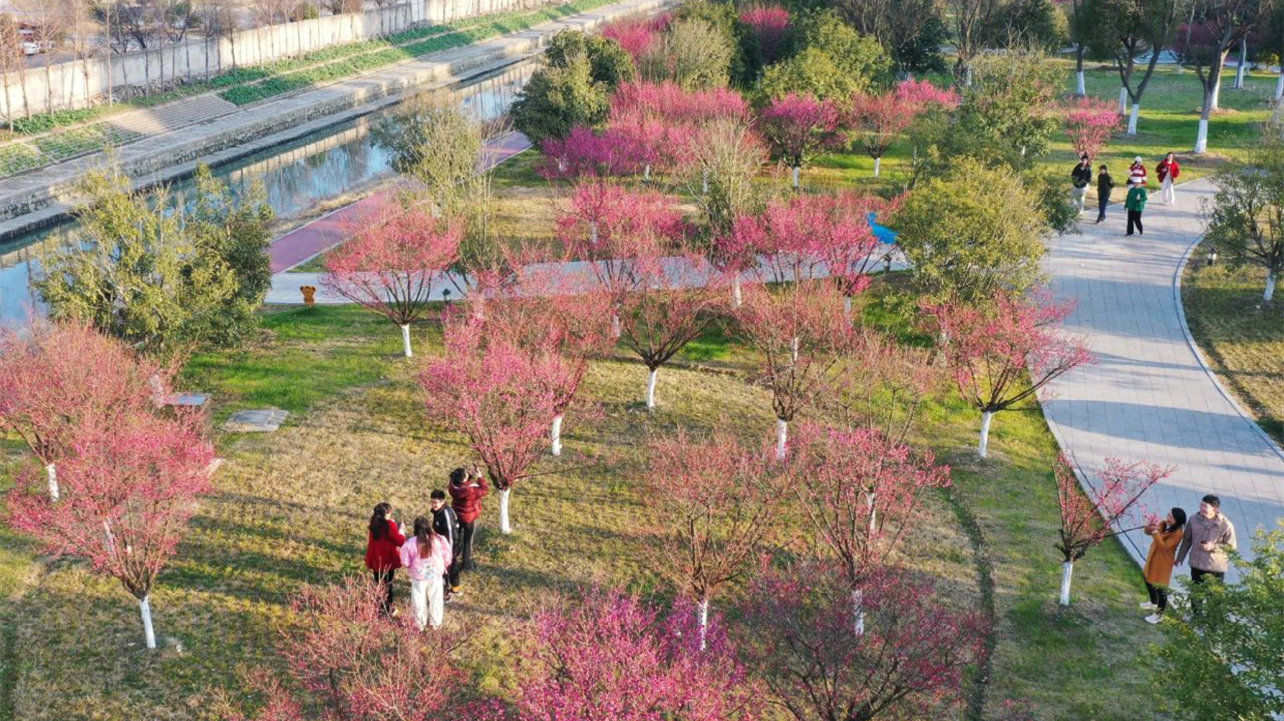 安徽巢湖：「梅」景如畫 第一抹春色上線