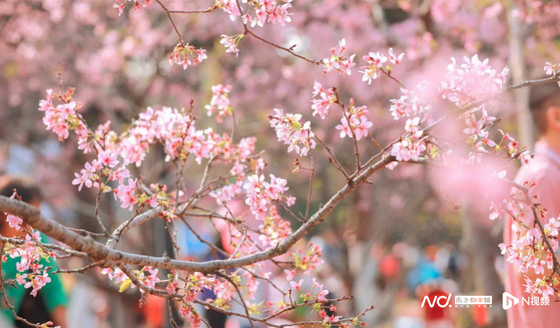 廣州南沙十八羅漢山櫻花節開幕在即  六大特色玩法提前看