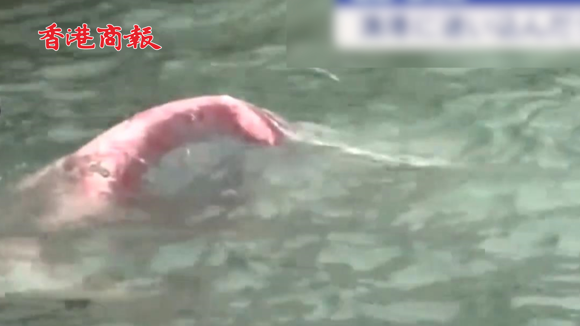 有片丨日本福島漁港現10米長迷路抹香鯨 第二天該鯨已確認死亡