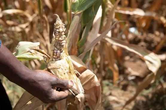 津巴布韋因嚴重乾旱致災 尋求國際糧食援助