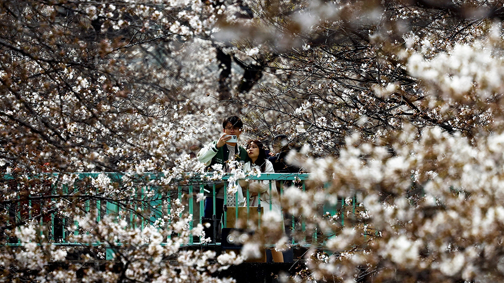 日本東京櫻花終於盛開 相較2023年遲了13天