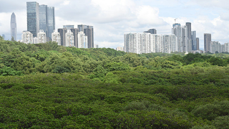  粵今年計劃營造 紅樹林2600公頃