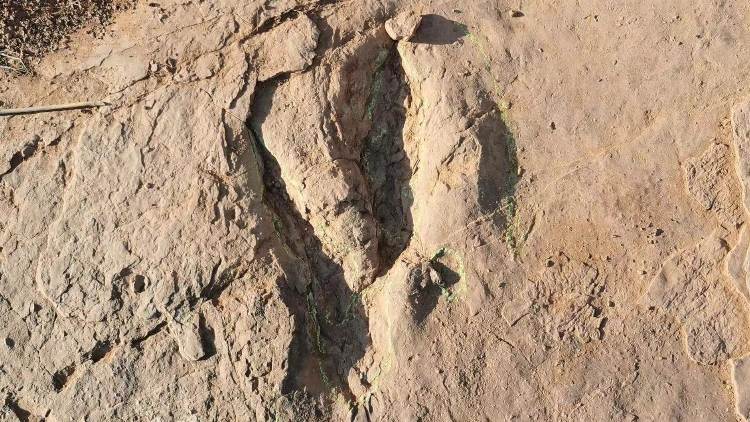 中國科學家發現世界最大恐爪龍類足跡