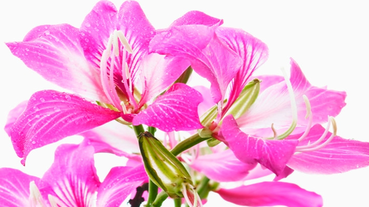劉利元：永遠盛開的紫荊花 