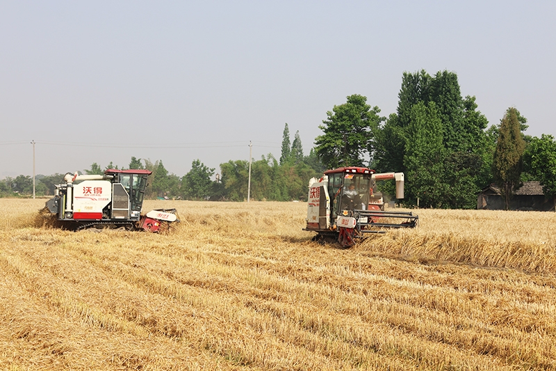 四川綿竹27萬畝小麥豐收 機械化助力確保 「顆粒歸倉」