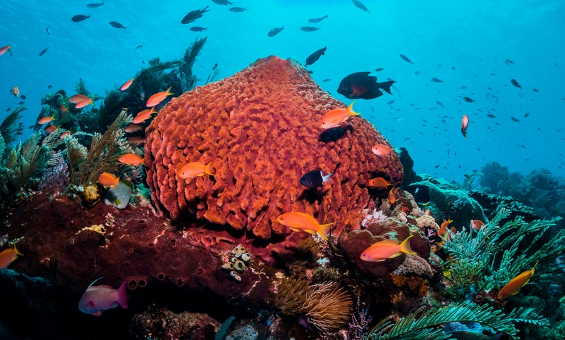 綜述｜氣候變化正在破壞全球珊瑚礁