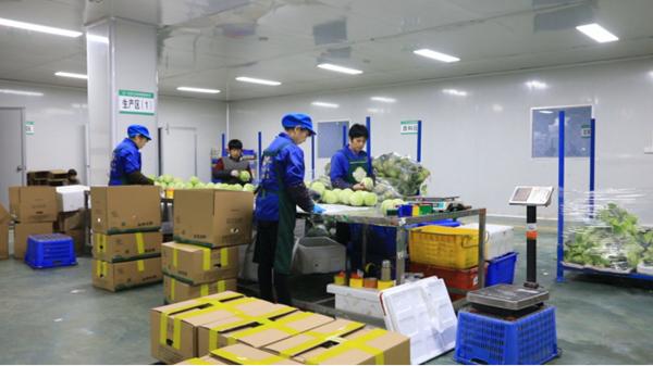 開放湖南 縣域風采| 江永：「小蔬菜」長成出口創匯「大產業」