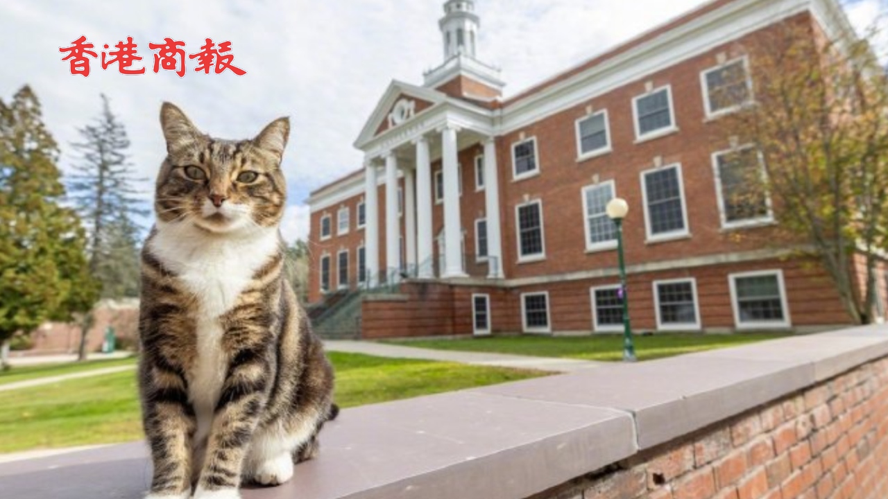 有片｜每天都到校聽課！美國一隻小貓獲榮譽博士學位