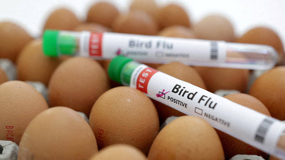 憂禽流感疫情擴散 歐美多國考慮為高風險者接種疫苗
