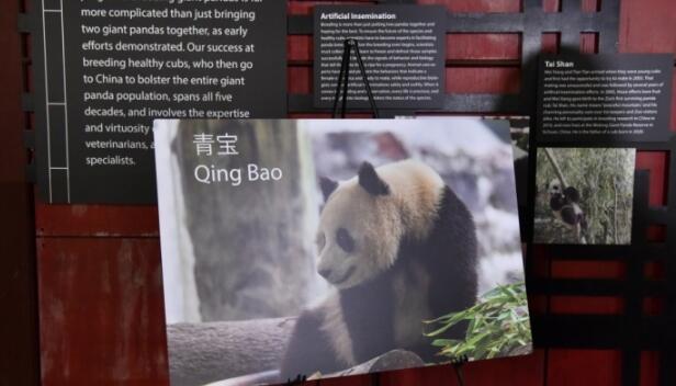 美國華盛頓國家動物園宣布年底將迎來兩隻大熊貓