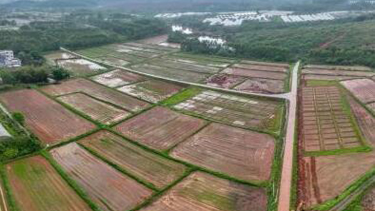 廣東發布最新耕地保護專項規劃