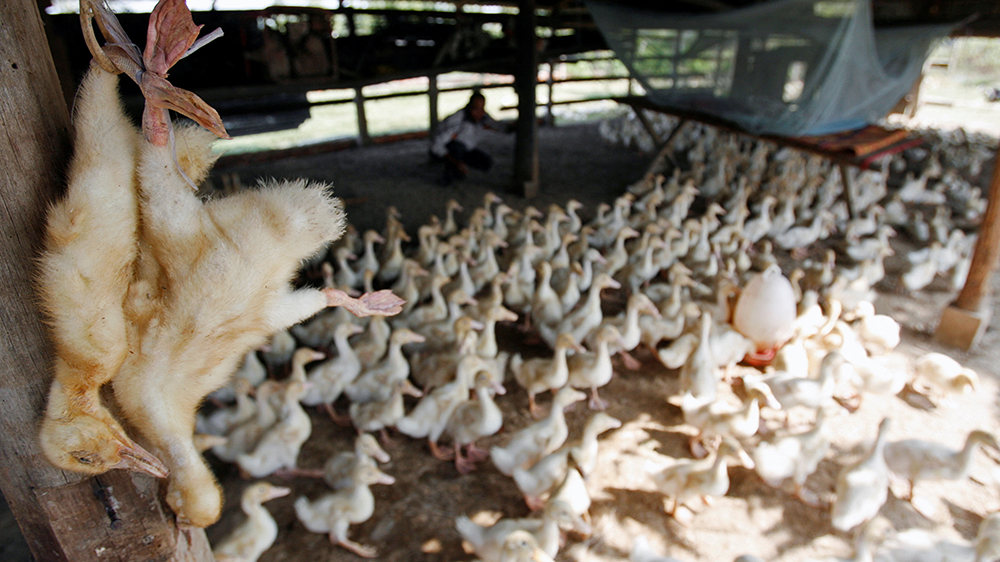 澳洲報告首例人感染H5N1型禽流感病例