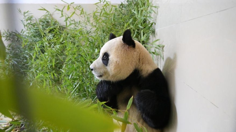 期待！大熊貓「福寶」將於6月12日與公眾見面
