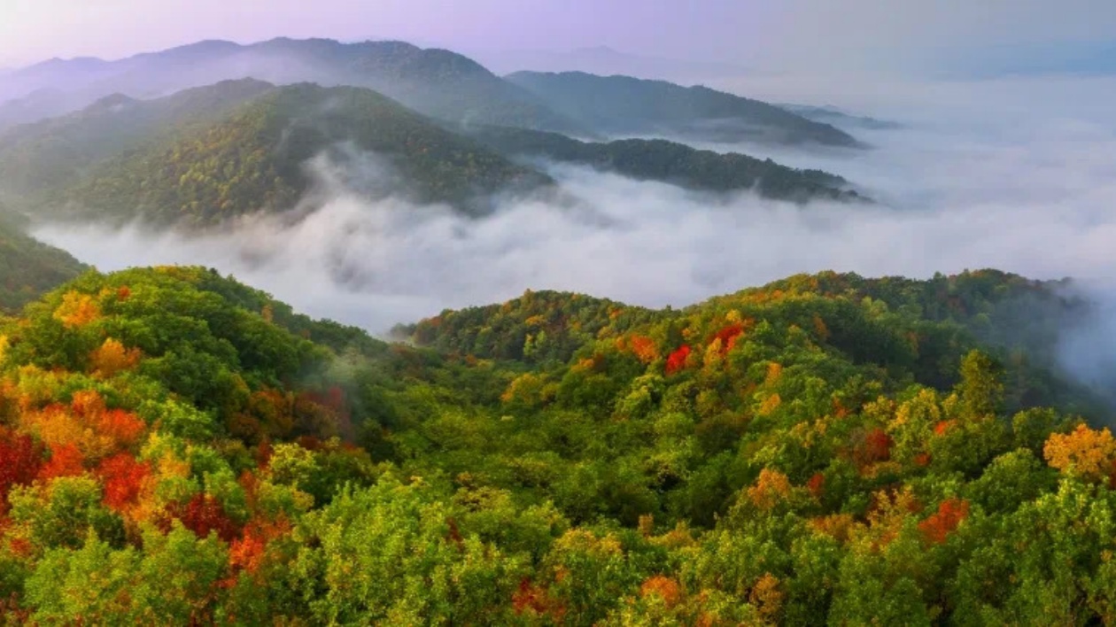 龍江森工集團：70.8萬畝造林綠化任務全面完成