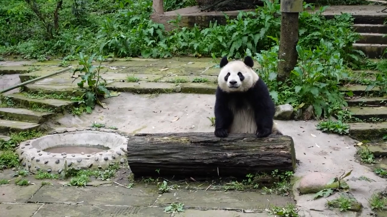 有片丨大熊貓「鑫寶」「雲川」赴美 開啟為期10年旅居生活