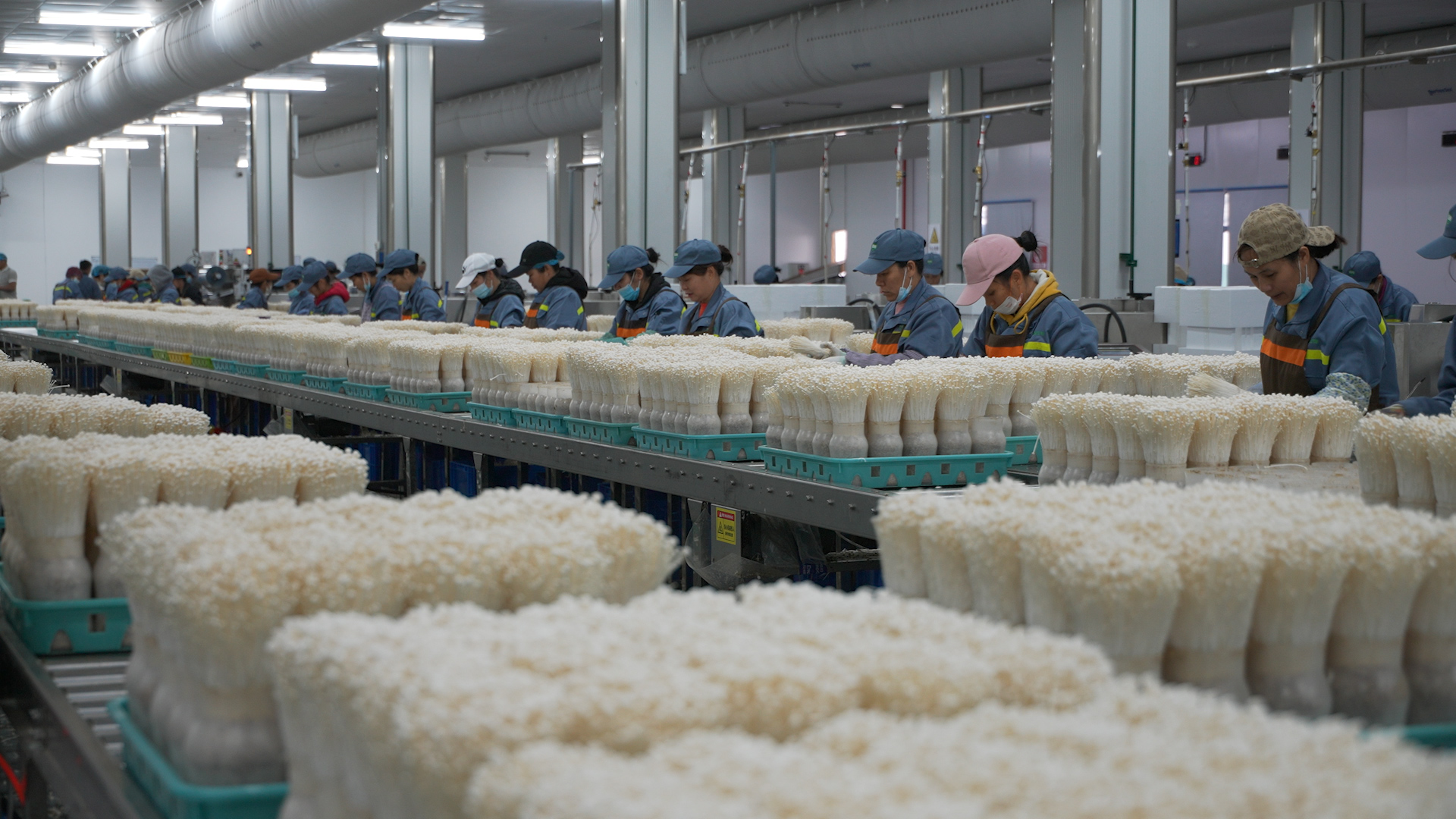 有片｜廣西金針菇出口量佔全國近六成