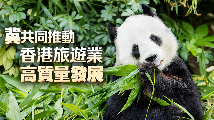 民建聯感謝中央再送贈香港大熊貓