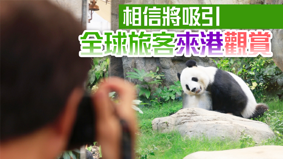 李家超：正商討大熊貓來港籌備工作 檢疫安排至少30日