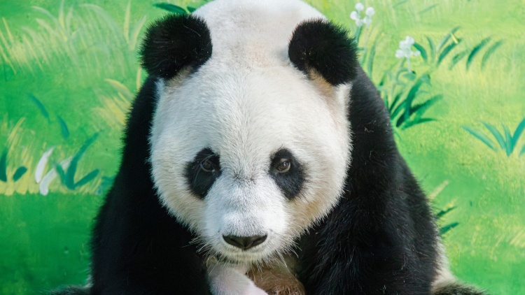​全球唯一大熊貓三胞胎有二代啦  新生萌二代首次在長隆亮相