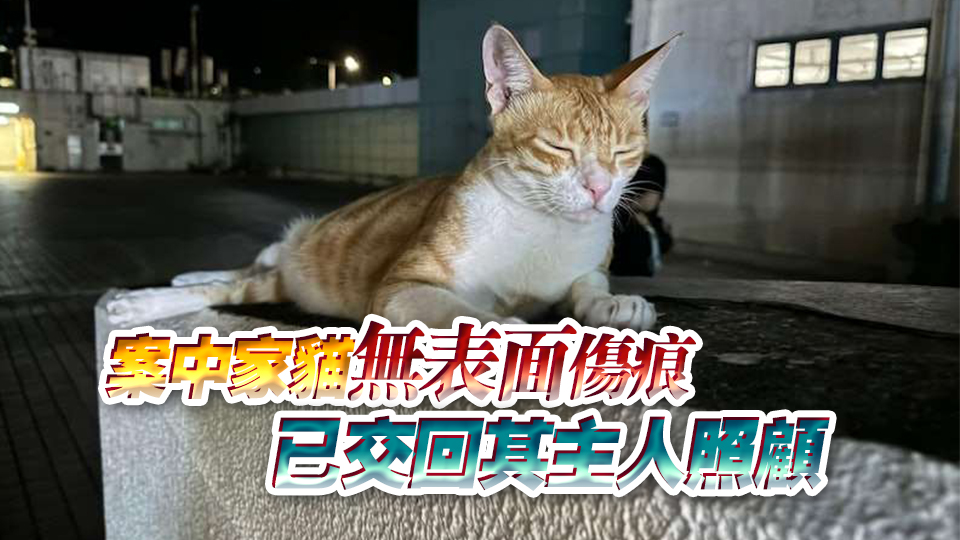 警方沙田拘虐貓狂徒 涉嫌殘酷對待動物