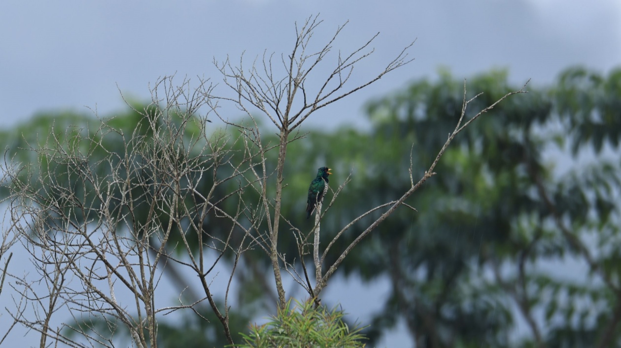 河源萬綠湖九里湖首次發現「翠金鵑」並見證藍喉蜂虎築巢孵化