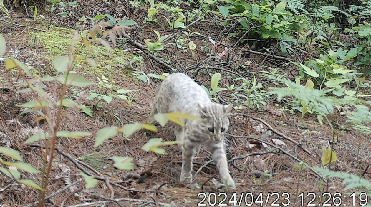 南山國家公園候選區首次發現淺色型豹貓