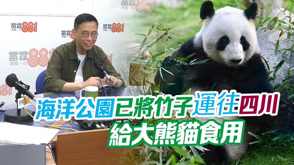 楊潤雄：中央贈港大熊貓10·1前可到港 當局會商討是否重新命名