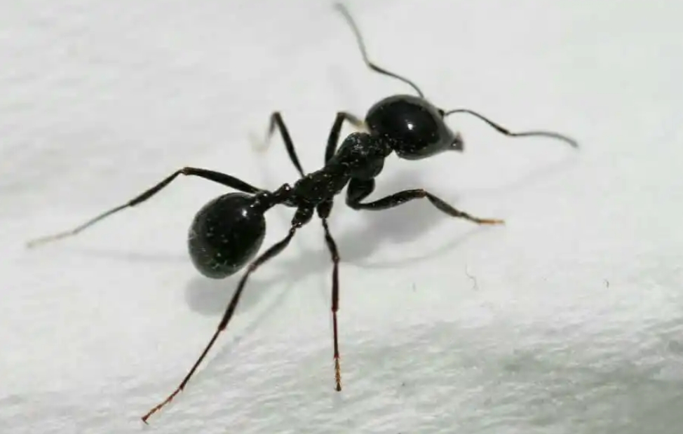 科普｜螞蟻也能為同伴「做手術」