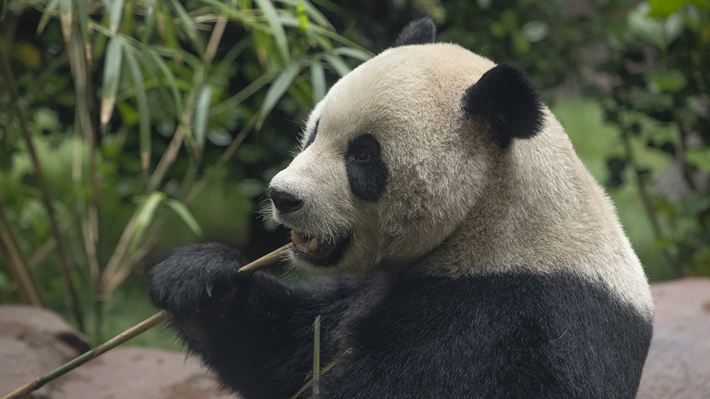 旅美大熊貓「雲川」和「鑫寶」將於8月8日與公眾見面