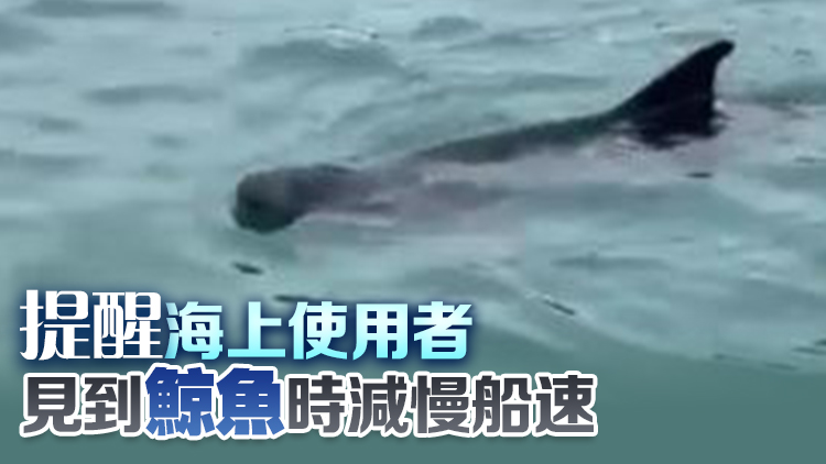 漁護署：香港環境或不適合布氏鯨生活