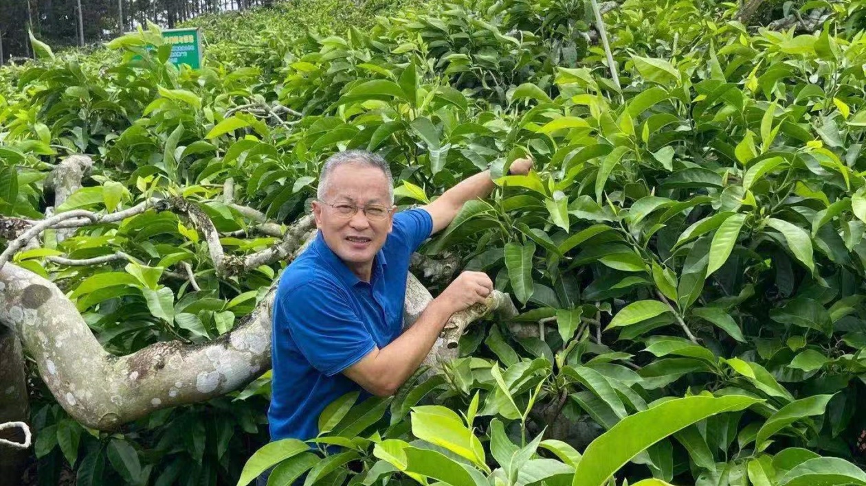 檳榔染「黃化病」難根治  海南省政協常委朱傳華：改種矮化白蘭樹