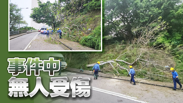 薄扶林沙灣徑15米高大樹倒塌 樹枝阻路 消防到場處理