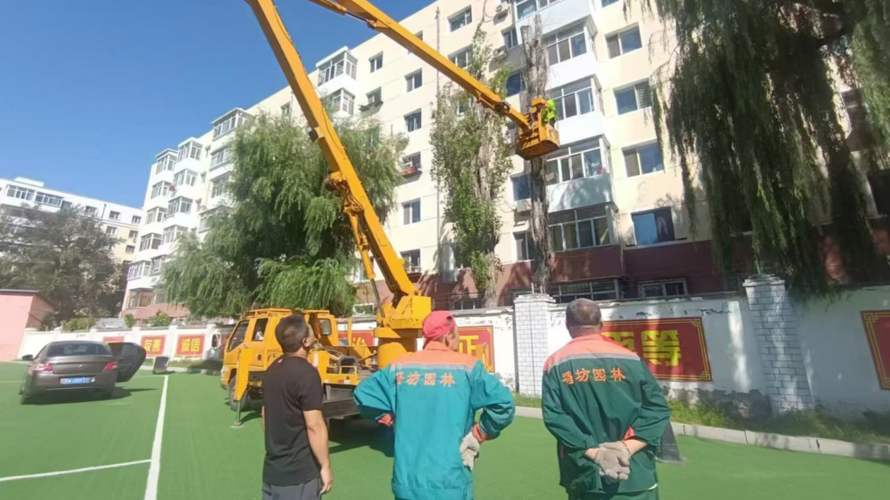 哈市香坊區民生路街道：樹木傾斜存隱患 及時處置保安全