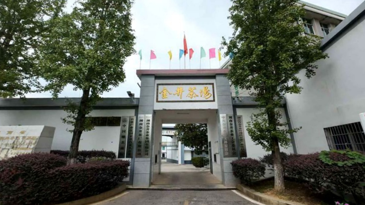 長沙縣金井鎮：「茶香小鎮」邁出農文旅融合發展新步伐